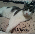 Ookie 